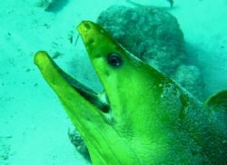 Green Moray - waiting. Taken in Stingray City, Grand Cayman. by Peter Fields 